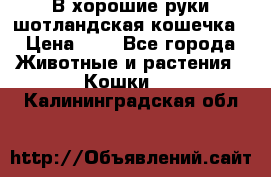 В хорошие руки шотландская кошечка › Цена ­ 7 - Все города Животные и растения » Кошки   . Калининградская обл.